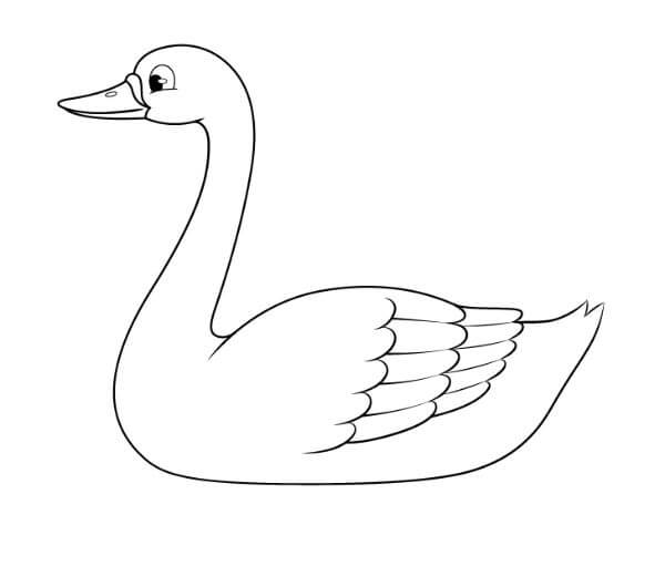 Swan Drawing Sketches Tutorial Step By Step For Kids