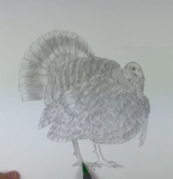 Turkey Drawing & Sketches for Kids Thanksgiving Turkey Drawing Sketch With Pencil
