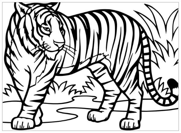 Tiger Coloring Page Ideas For Kids