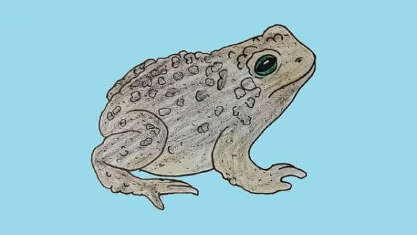 Toad Animal Drawing Step By Step