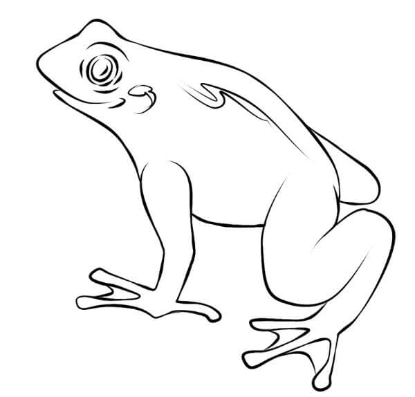 Toad Drawing Coloring Page & Sketches For Kids