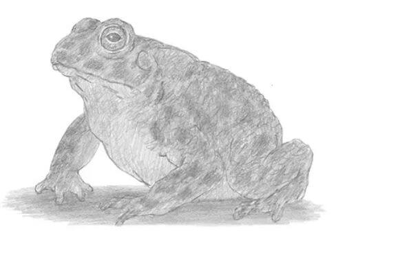 Toad Drawing Sketch Using Pencil