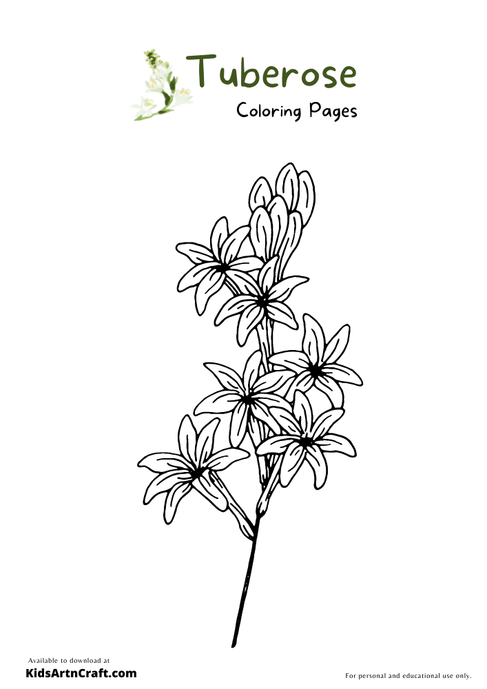 Tuberose Flower Coloring Pages For Kids – Free Printables