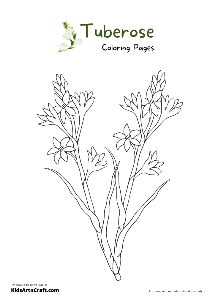 Tuberose Flower Coloring Pages For Kids – Free Printables