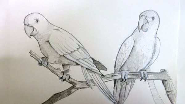 Two Parrot Pencil Drawing Sitting On A Branch