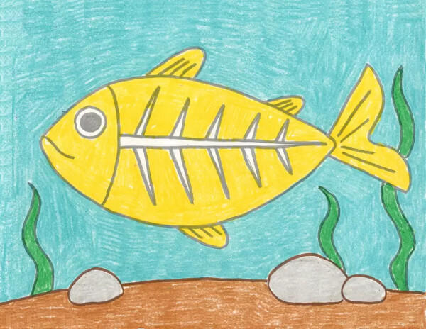 Fish Drawing & Sketches For Kids X-ray Fish Drawing