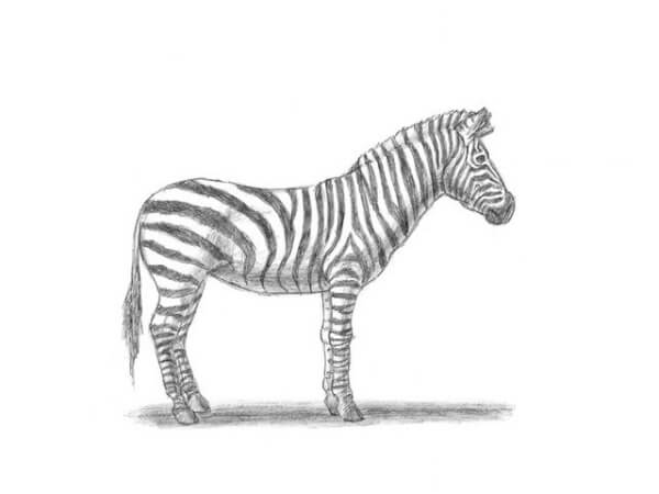 Zebra Drawing & Sketches For Kids Zebra Pencil Sketch Drawing For Kids