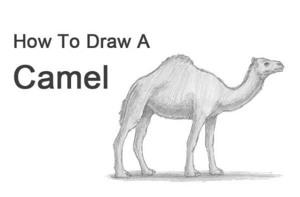 Camel Pencil Drawing & Sketch Art For Kids