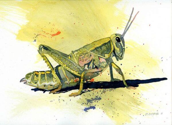 Grasshopper Painting By Watercolor
