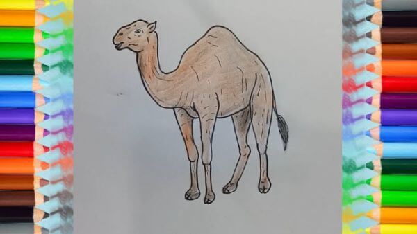 Camel Drawing & Sketches for Kids Desert Camel Drawing For Kids