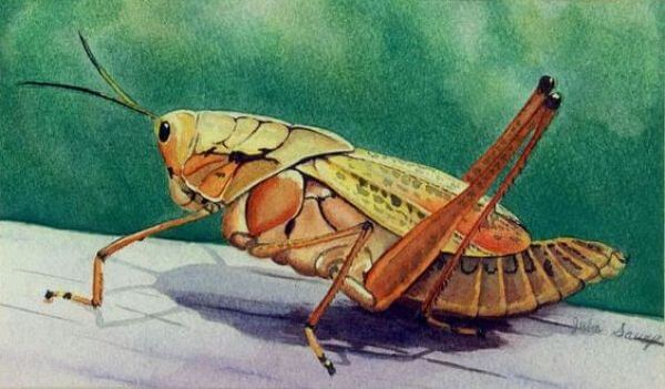 Easy Grasshopper Painting Art Ideas For Kids