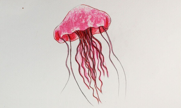 Jellyfish Drawings & Sketches For Kids Easy Jellyfish Drawing For Beginners