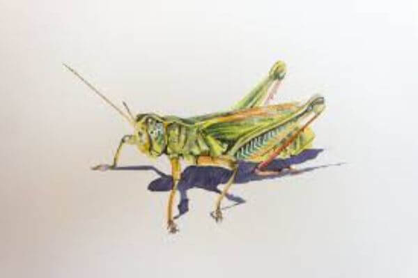 Grasshopper Painting For Kids