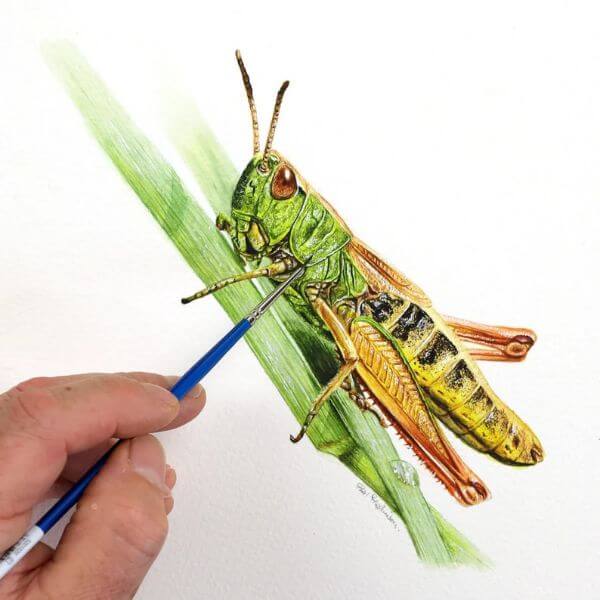 Grasshopper Painting With Watercolor