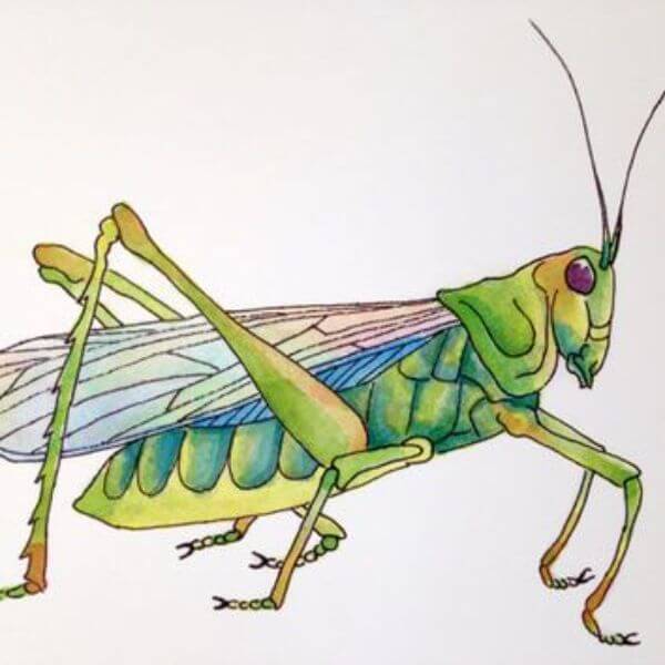 Grasshopper Watercolor Painting Art For Kids