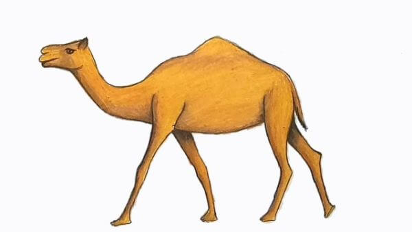 Camel Drawing & Sketches for Kids How To Draw Camel For Kids