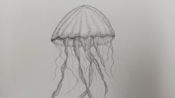 Jellyfish Drawings & Sketches For Kids Easy Jellyfish Ocean Drawing Tutorial