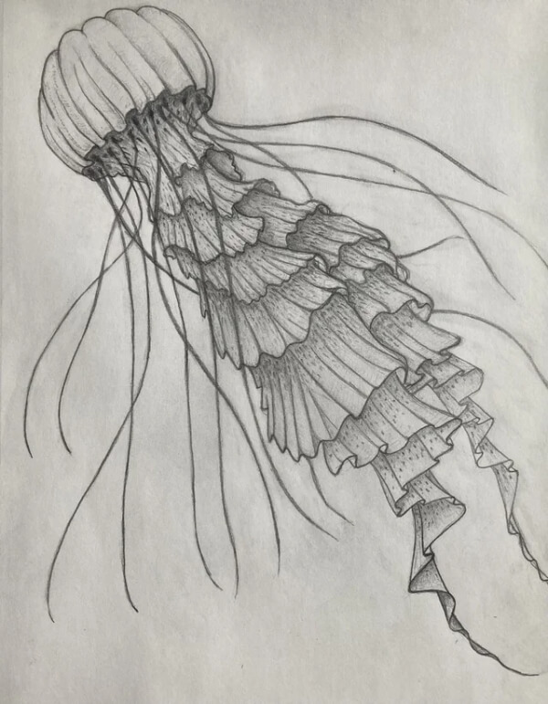 Jellyfish Pencil Sketch For Kids