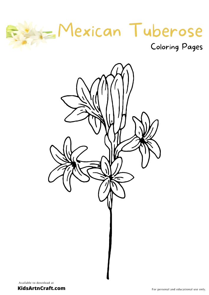Mexican Tuberose Coloring Pages For Kids