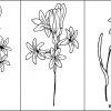 Mexican Tuberose Coloring Pages For Kids – Free Printables