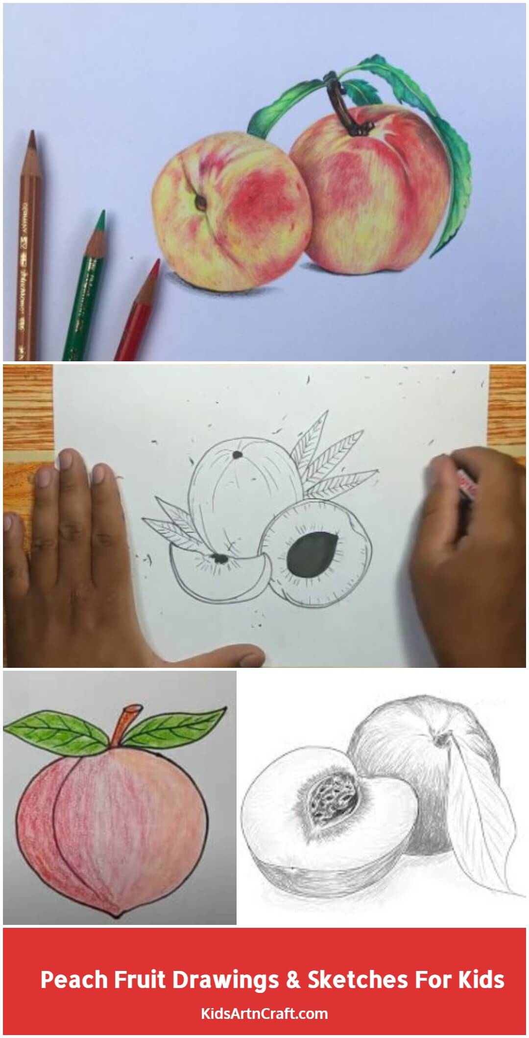 Peach Fruit Drawings & Sketches For Kids