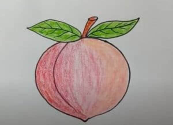 Peach Fruit Pencil Drawing For Kids