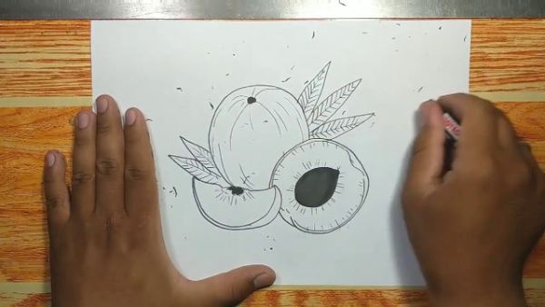 Peach Fruit Pencil Drawing