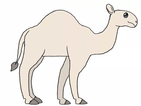 Camel Drawing & Sketches for Kids Simple Camel Drawing Tutorial For Kids