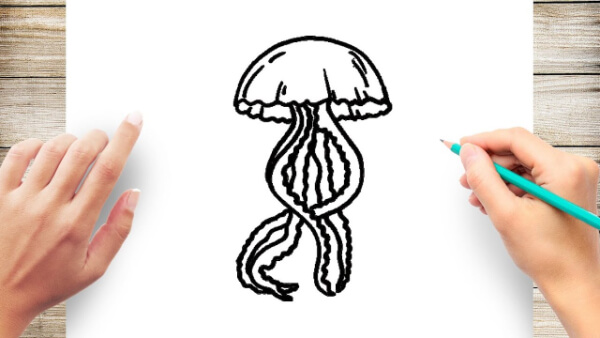 Jellyfish Drawings & Sketches For Kids Jellyfish Simple Drawing For Kids 