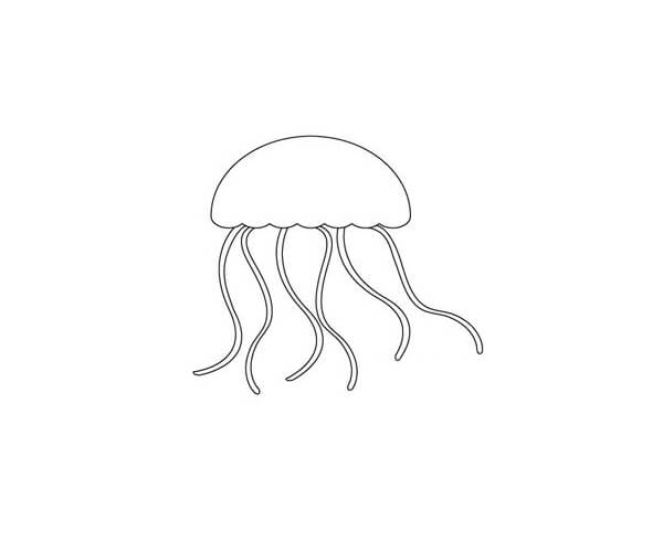Jellyfish Drawings & Sketches For Kids Step By Step Jellyfish Drawing