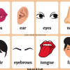 Head Flashcards For Kids Featured Image