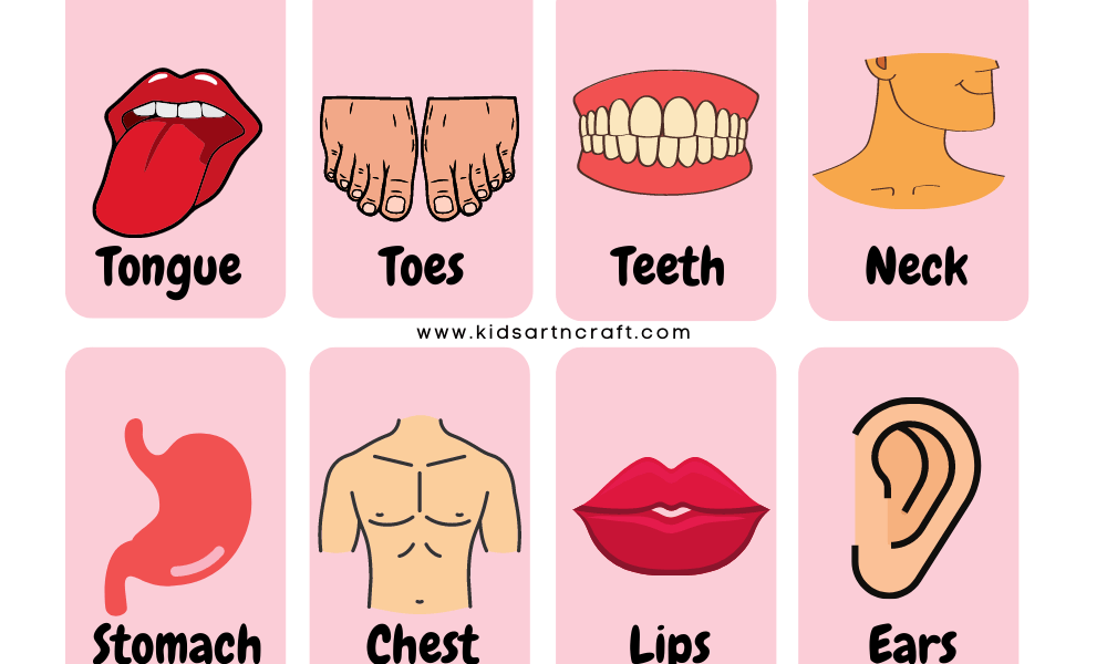 Human Body Flashcards for Kids - Free Printable - Kids Art &amp; Craft