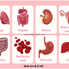 Human Body Organs Free Flashcards for Kids of All Age Group Featured Image