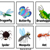 Small Animal Flashcards For Kindergarten Featured Image