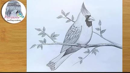 Cardinal Bird Drawing On Wall With Pencil