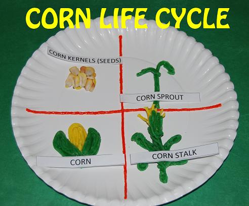 Corn Life Cycle Paper Plate Craft Project For School