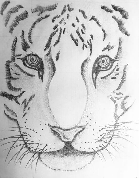Easy Tiger Drawing Sketch Wall Idea Using Pencil