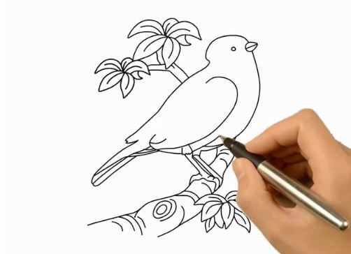 How To Draw Bird With Stem