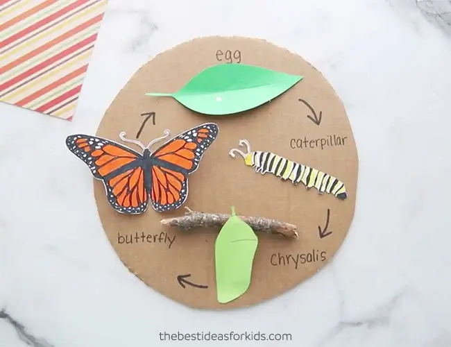 How To Make Butterfly Life Cycle Craft Using Cardboard For Kids