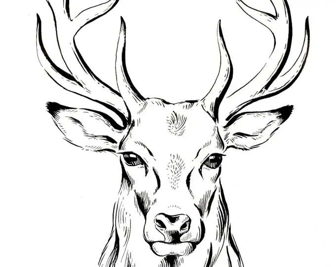 Simple Realistic Deer Pencil Drawing Sketch For Wall 