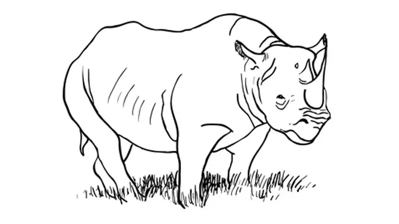 Rhinoceros Animal Drawing Tutorial Step By Step For Kids