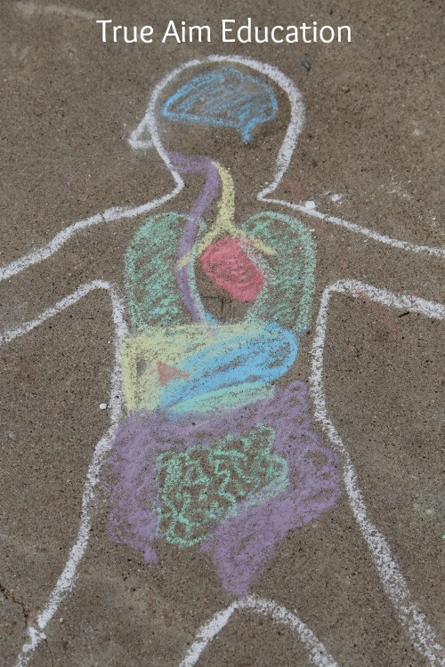 Learn About The Internal Organs Of Human With Sidewalk Chalk Art Idea