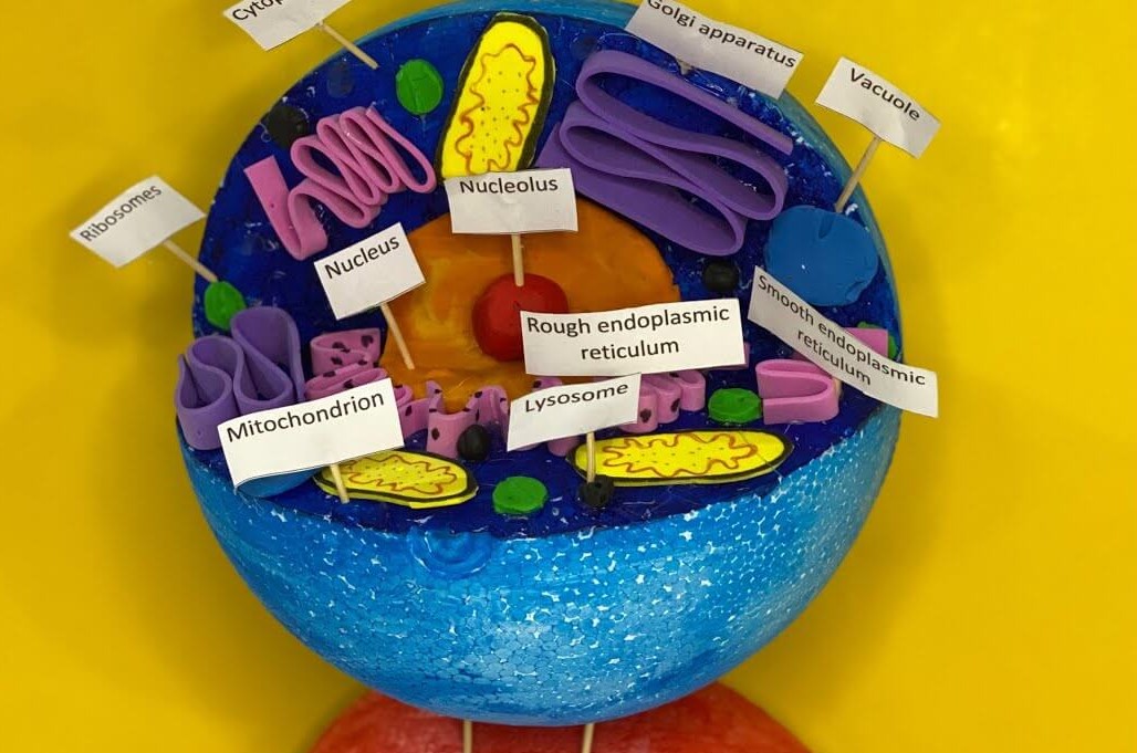 Easy-To-Make Animal Cell Model Project With Styrofoam BallStyrofoam Ball Science Projects 