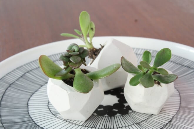 Easy-peasy Succulent Plant Craft Idea For Wedding