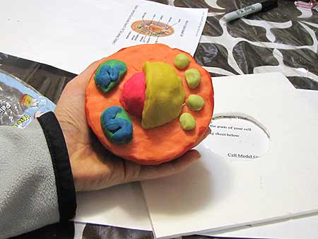 Make An Easy Cell Model Project Idea For School
