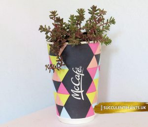 Paper Cup Planter Crafts - Kids Art & Craft