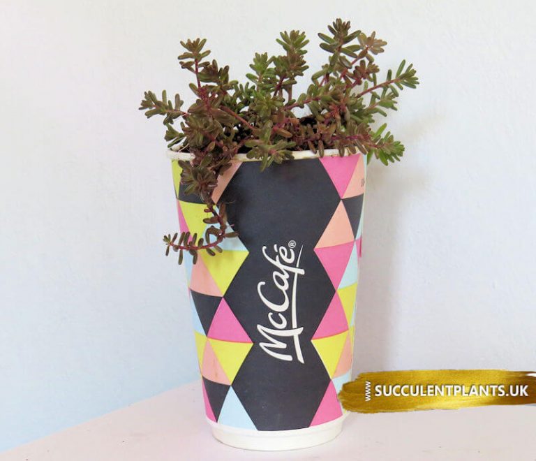 Paper Cup Planter Crafts - Kids Art & Craft