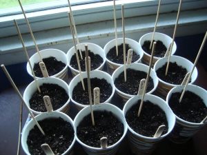 Paper Cup Planter Crafts - Kids Art & Craft