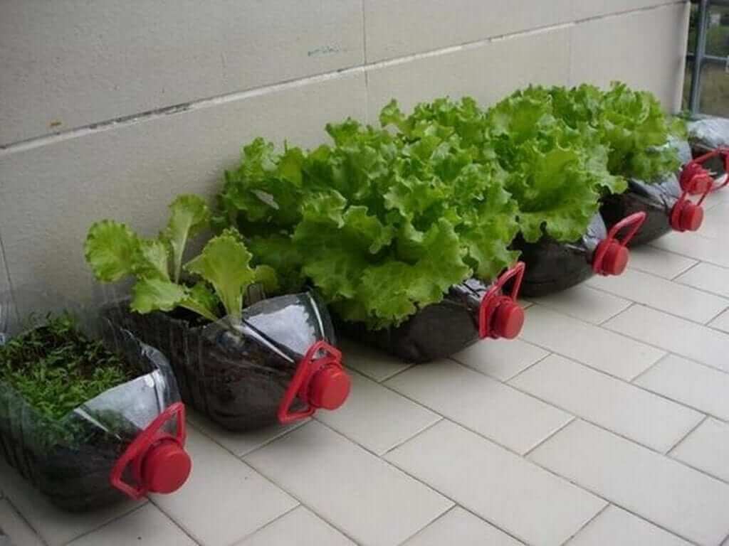 Mini Greenhouse Gardening In Bottle Planters