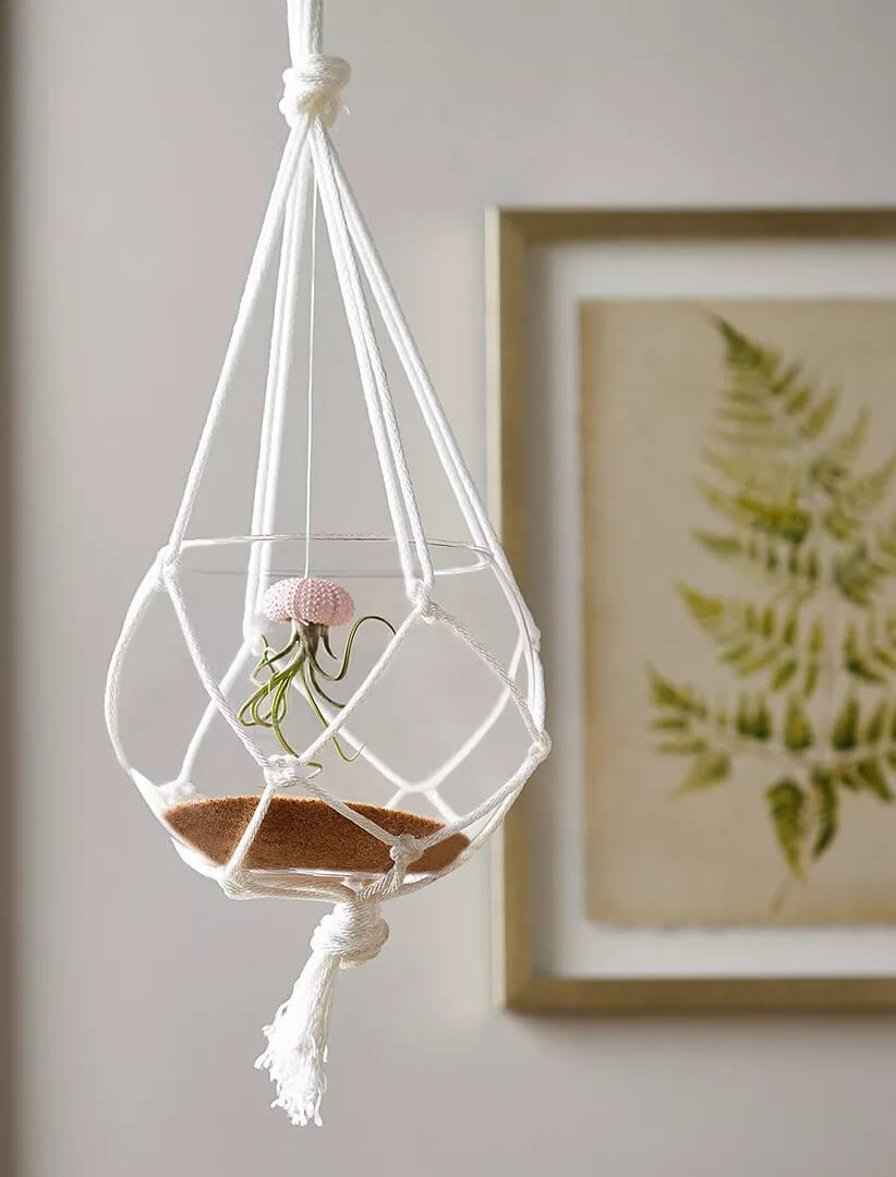 Awesome Air Plant Hanger Craft Using Nylon Rope For Room Decoration